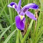 Iris giganticaerulea Flower