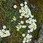 Saxifraga paniculata 花
