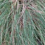 Festuca glauca Blad