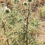 Echinops macrophyllus Otro