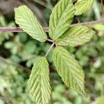 Rubus polyanthemus Leaf