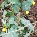 Solanum viarum Alkat (teljes növény)