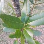 Calophyllum inophyllum Leaf