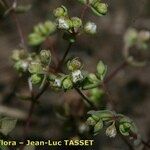 Radiola linoides Fleur