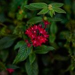 Pentas lanceolataFlor