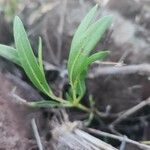 Trichodesma marsabiticum Blatt