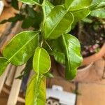 Citrus hystrix Blad