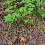 Monotropa hypopitys その他の提案