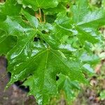Acer saccharum 叶
