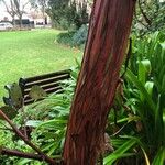Eucalyptus caesia 树皮