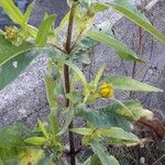Guizotia abyssinica Rinde