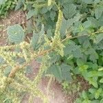 Amaranthus spinosus Blatt