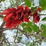 Erythrina crista-galliFlor