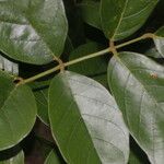 Lonchocarpus brenesii