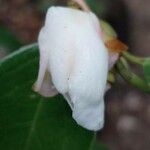 Camellia grijsii Flower