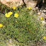 Launaea lanifera 整株植物