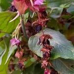 Leycesteria formosa Плід