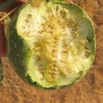 Citrullus colocynthis Fruto