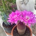 Echinocereus rigidissimus 花