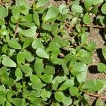 Portulaca oleracea Folio