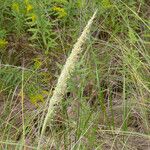 Ammophila breviligulata Habitus