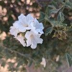 Cordia parvifolia Květ