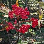 Sorbus americana Fruit