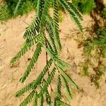 Prosopis juliflora Leaf