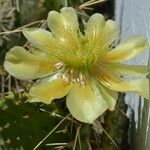 Opuntia cespitosa Flower