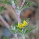 Potentilla neglecta Frunză