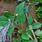 Physalis angulata Blad