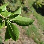 Volkameria heterophylla Feuille