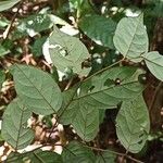 Diospyros onanae List