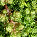 Alchemilla holosericea Blatt