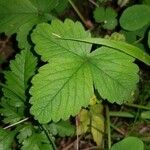 Potentilla sterilisLeaf