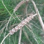 Melaleuca armillaris Frukt