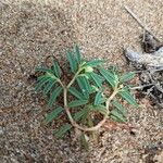 Euphorbia polygonifolia Casca