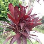 Cordyline fruticosaЛист