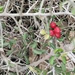 Ilex vomitoria Fruit