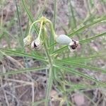 Asclepias asperula Frutto