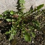 Crepis vesicaria Kvet