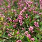 Persicaria maculosaÇiçek