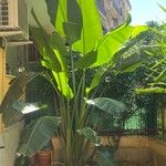 Strelitzia nicolai Φύλλο