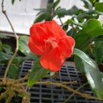 Ruellia affinis Fleur