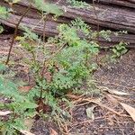 Phyllanthus tenellus Leaf