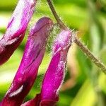 Vicia benghalensis Flor