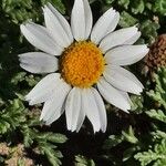 Anthemis maritima Květ