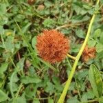 Glycyrrhiza echinata Fruit