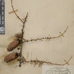 Larix griffithii Nyingine