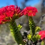 Crassula coccinea Flor